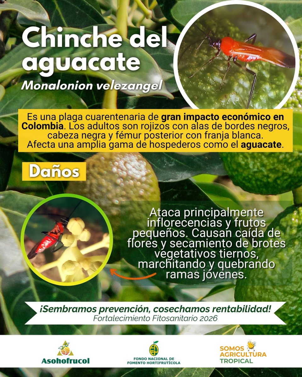 Asohofrucol's tweet photo. 🌱 En el marco del Proyecto de Fortalecimiento Fitosanitario 2026, Asohofrucol y el Fondo Nacional de Fomento Hortifrutícola invitan a los productores de aguacate 🥑 a fortalecer el monitoreo y estar atentos a las señales de alerta del chinche del aguacate.
#FNFH #Aguacate https://t.co/IRW4BWnfCF