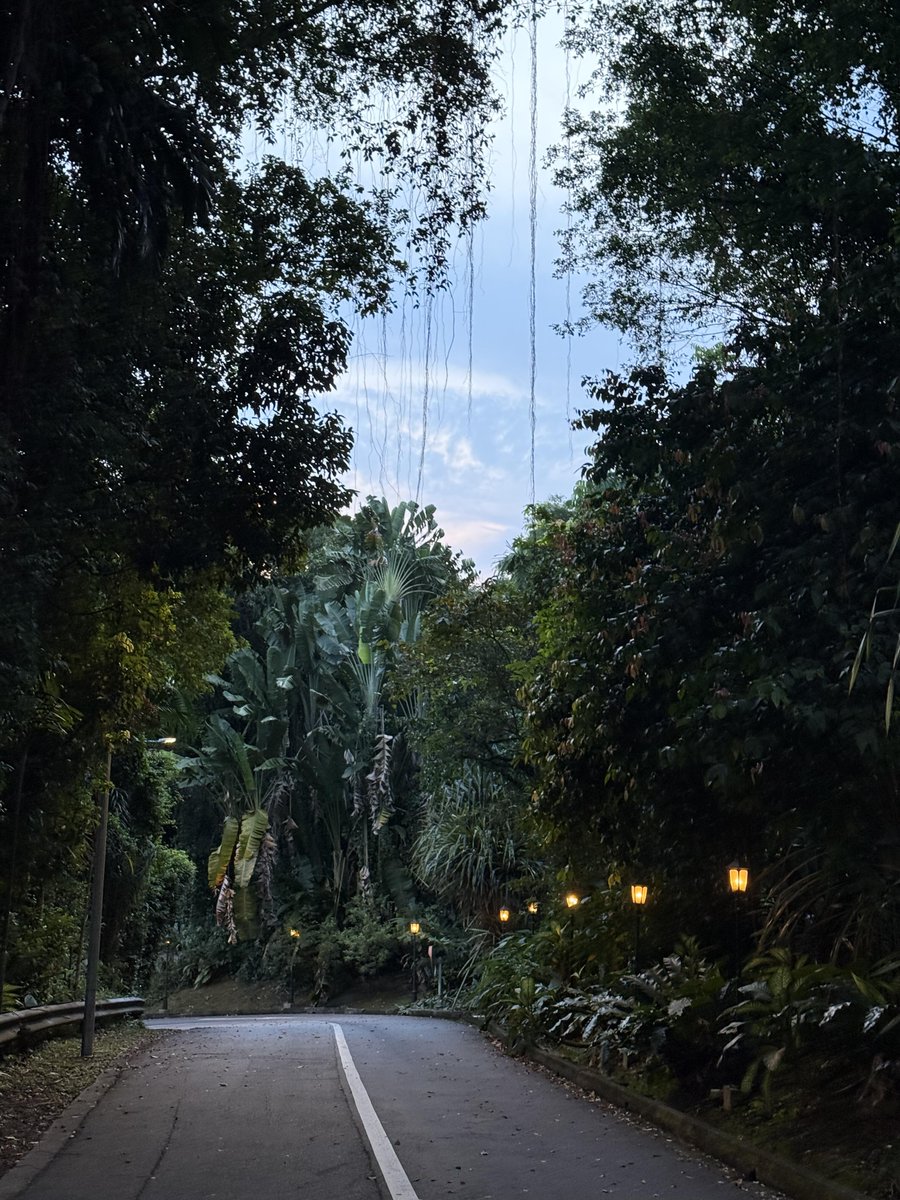IsabellaHopeld's tweet photo. Peaceful afternoons where the jungle meets the reservoir. https://t.co/fr5OOg2zfh