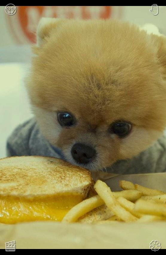 Hilda_obi's tweet photo. After rousing from sleep, affectionate puppies stay close to their human companions, craving close contact and love. This strong attachment brings a cozy, delightful mood to each new dawn.😩Parrot walk Food bowl, filled https://t.co/YXzXVXZnsV