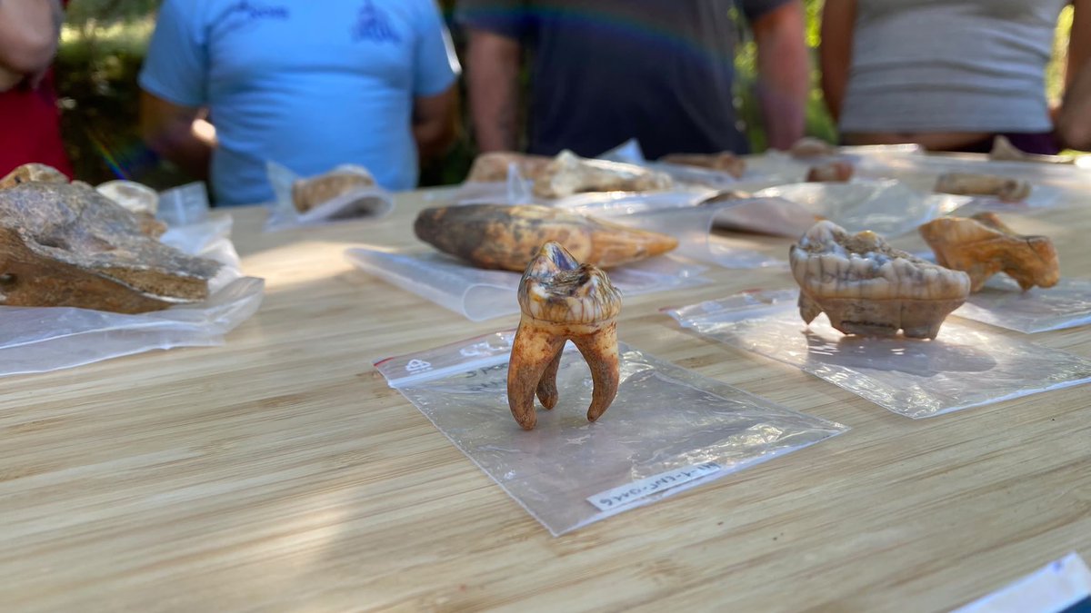 Educar06Diego's tweet photo. 🔎 Los trabajos, dirigidos por Darío Fidalgo y en el que colaboran @patrimonionat de la @jcyl y @unileon, se centran este año en una cueva de #Luna

Entre los hallazgos, destaca la primera evidencia en #León de #oso de las cavernas y #leopardo, restos de más de 50.000 años.🐻 https://t.co/esxmxRp76N
