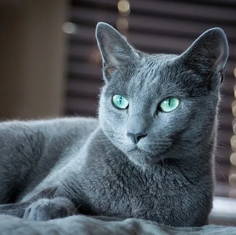 maostupid's tweet photo. тред — персонажи Снежной как породы кошек !! 🐾🐈‍⬛ (в конце мем с котиком)
И читайте тред Линн про собачек🥰

Царица — русская голубая, истинная аристократка, интеллигентная и грациозная. Они сдержаны, независимы и самодостаточны. https://t.co/xIpasWMRh1
