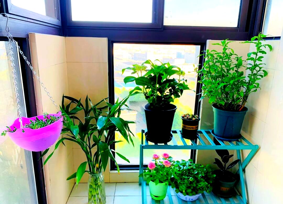 amvpp68319585's tweet photo. My tiny balcony now blooms with fresh herbs I grew myself – no more overpaying at the grocery store for basil! https://t.co/zklm3Ip30N