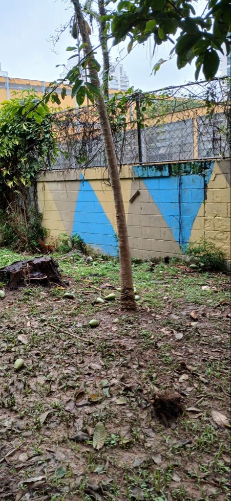 marcoiten's tweet photo. Mais um flagrante de vandalismo na Pça Camile Chamoun - Escola Ennio Voss, na Roberto Marinho. Frutos de mamão derrubados. Faltam câmeras do SmartSampa e policiamento! #tvbrooklin https://t.co/SbMWUzIOF6