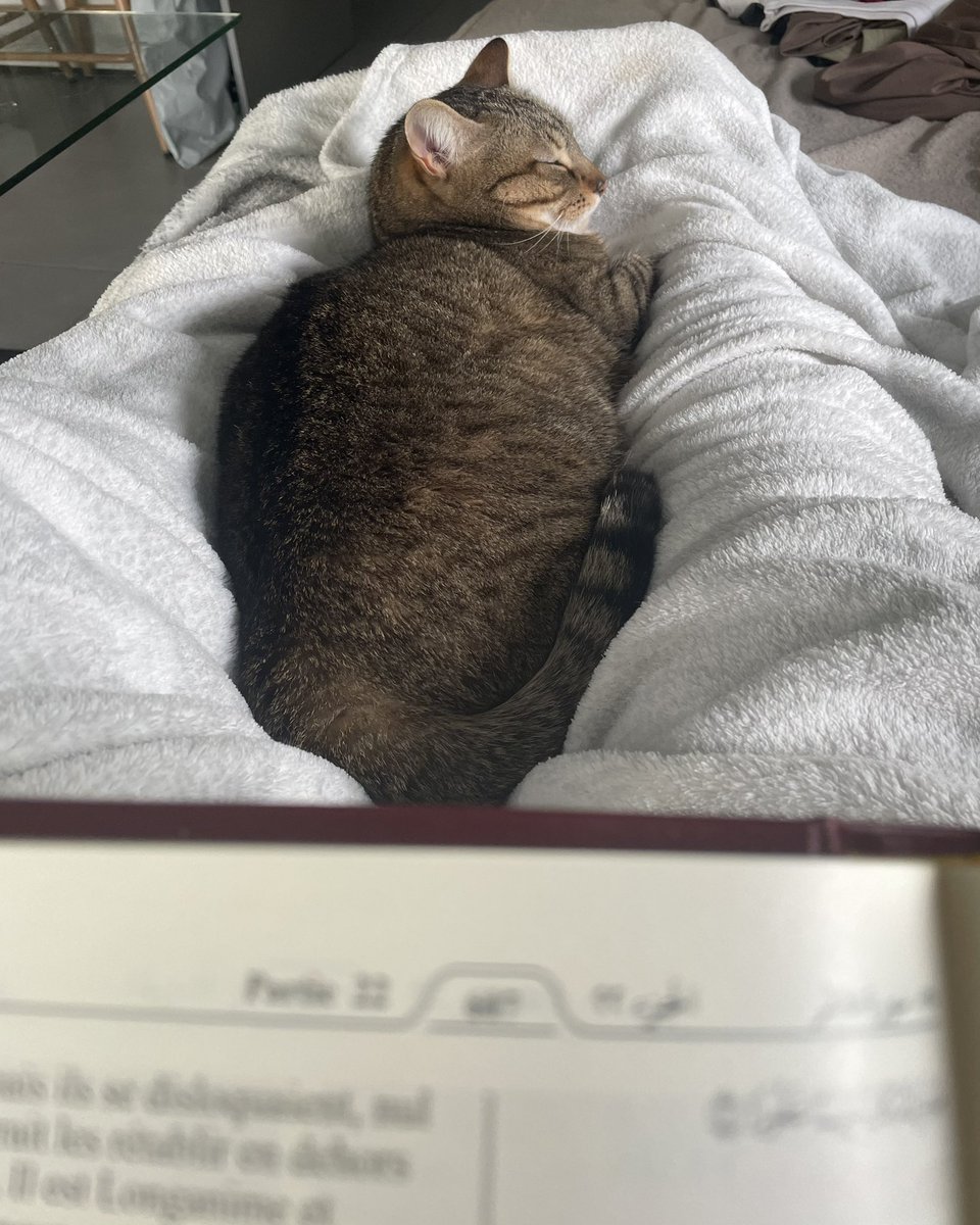 supercanette7's tweet photo. Elles aiment trop dormir (la 2e est tjr en vie) https://t.co/hMYTpo5KcO