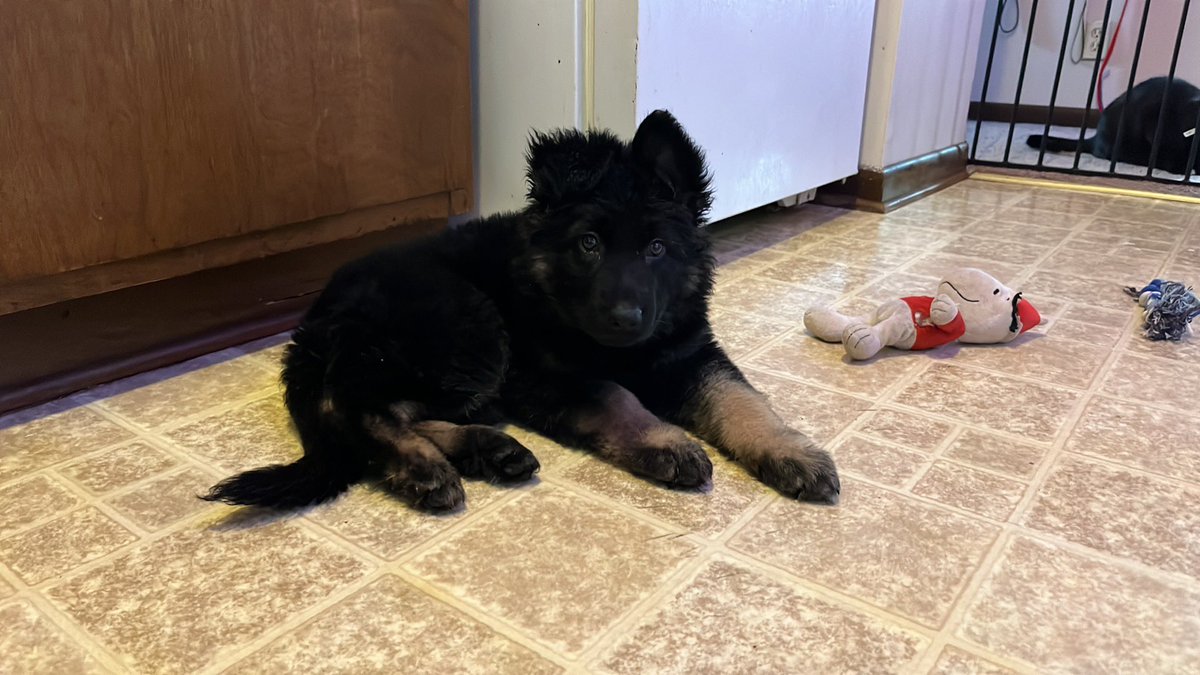 melodybearly's tweet photo. Anyone want an akc registered female German shepherd? (Full registration) She’s almost 10 weeks old and needs a great home! https://t.co/4aWFnxIkSR