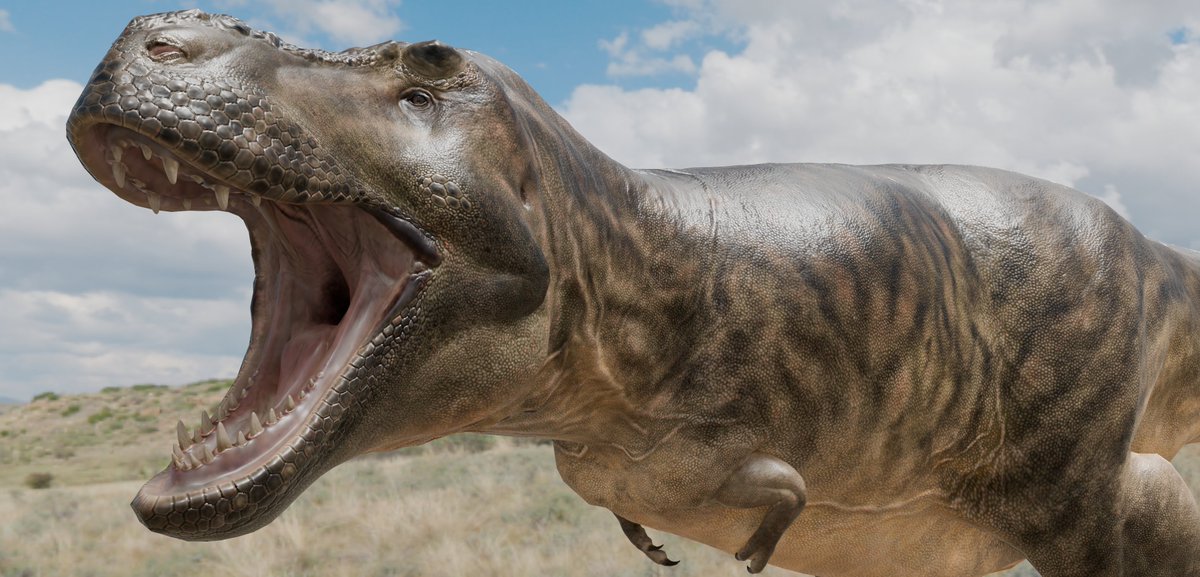GvkTheGoober's tweet photo. Tyrannosaurus Rex Stan #paleoart #blender https://t.co/xLzt9ximqo