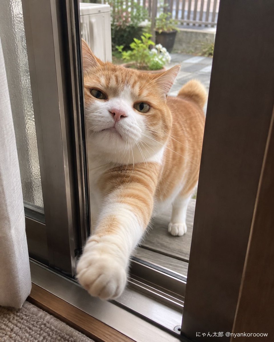 nyankorooow's tweet photo. 猫の手も借りたいとは言ったけど
この入り方ではない https://t.co/xNJeLKuiyb