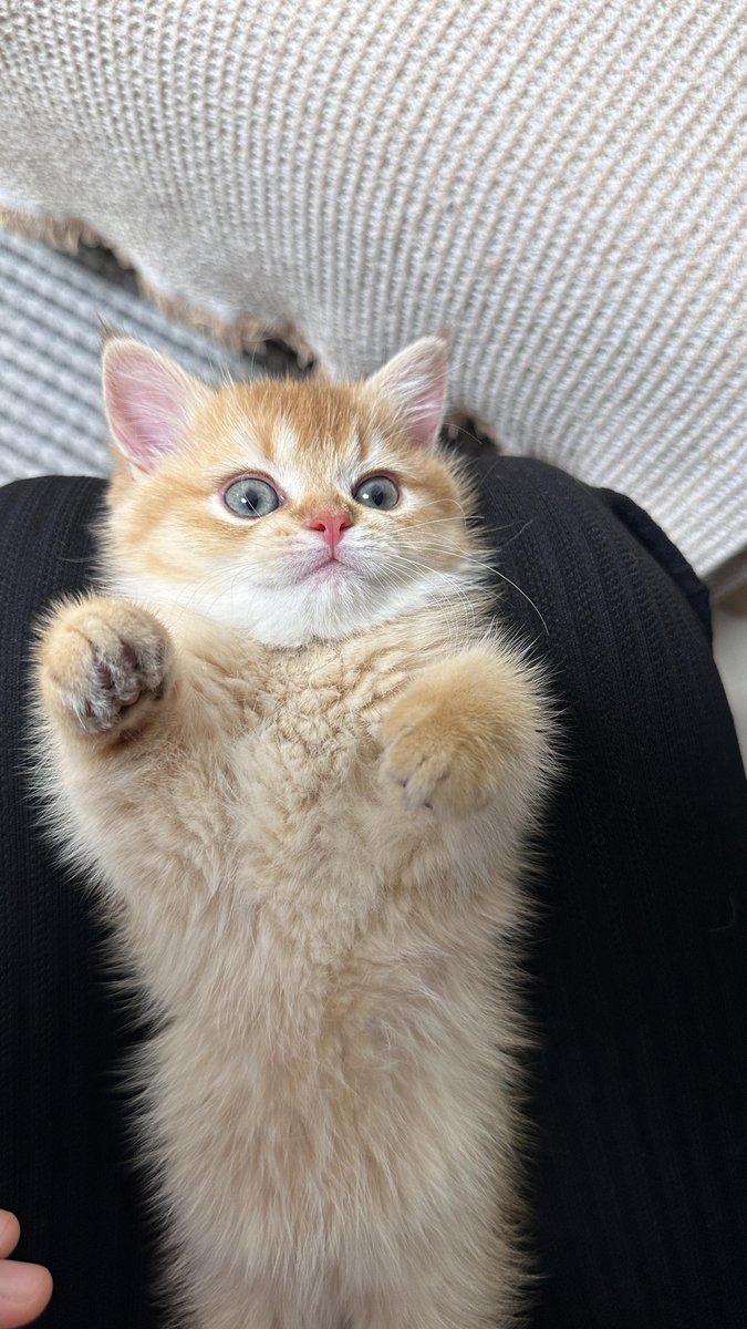 MaximoMauser's tweet photo. Mi gatito de 2 meses ya corre, salta y se me acerca para pedir mimos, crece tan rápido! https://t.co/vsMPk0a6kW