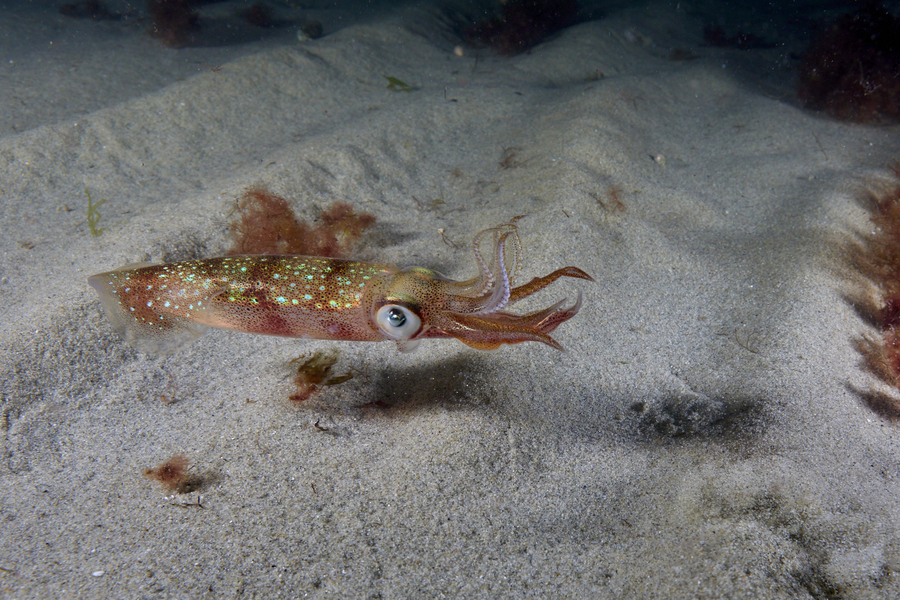 MITMechE's tweet photo. MIT Sea Grant resident artist &amp; acclaimed underwater photographer Keith Ellenbogen captures an intimate look at courtship and communication in a hidden spawning spectacle off Cape Cod. 📸s: Keith Ellenbogen/MIT Sea Grant. https://t.co/EcrCrQq8il https://t.co/kIHuBmT6dc