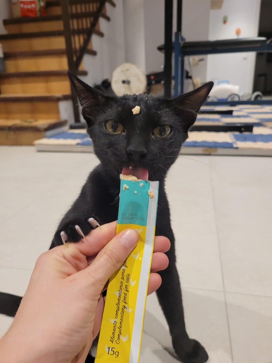 GatCeloni's tweet photo. Gato con profesión churrero, busca familia en adopcio.gatceloni@gmail.com https://t.co/MMaZ4AbV5b