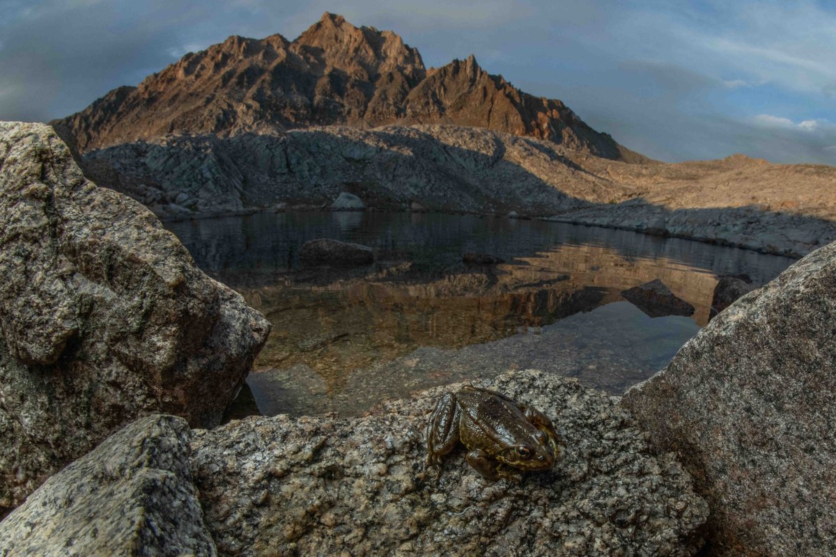 PennStateBio's tweet photo. Fieldwork Highlight: From 4 AM starts to 50-lb backpacks, this team headed deep into California’s Sierra Nevada to uncover the hidden history of an amphibian pathogen. 🏔️🐸

Their destination? Backcountry lakes in Yosemite National Park and Sierra National Forest. 1/6 https://t.co/PFs6mXuJMD