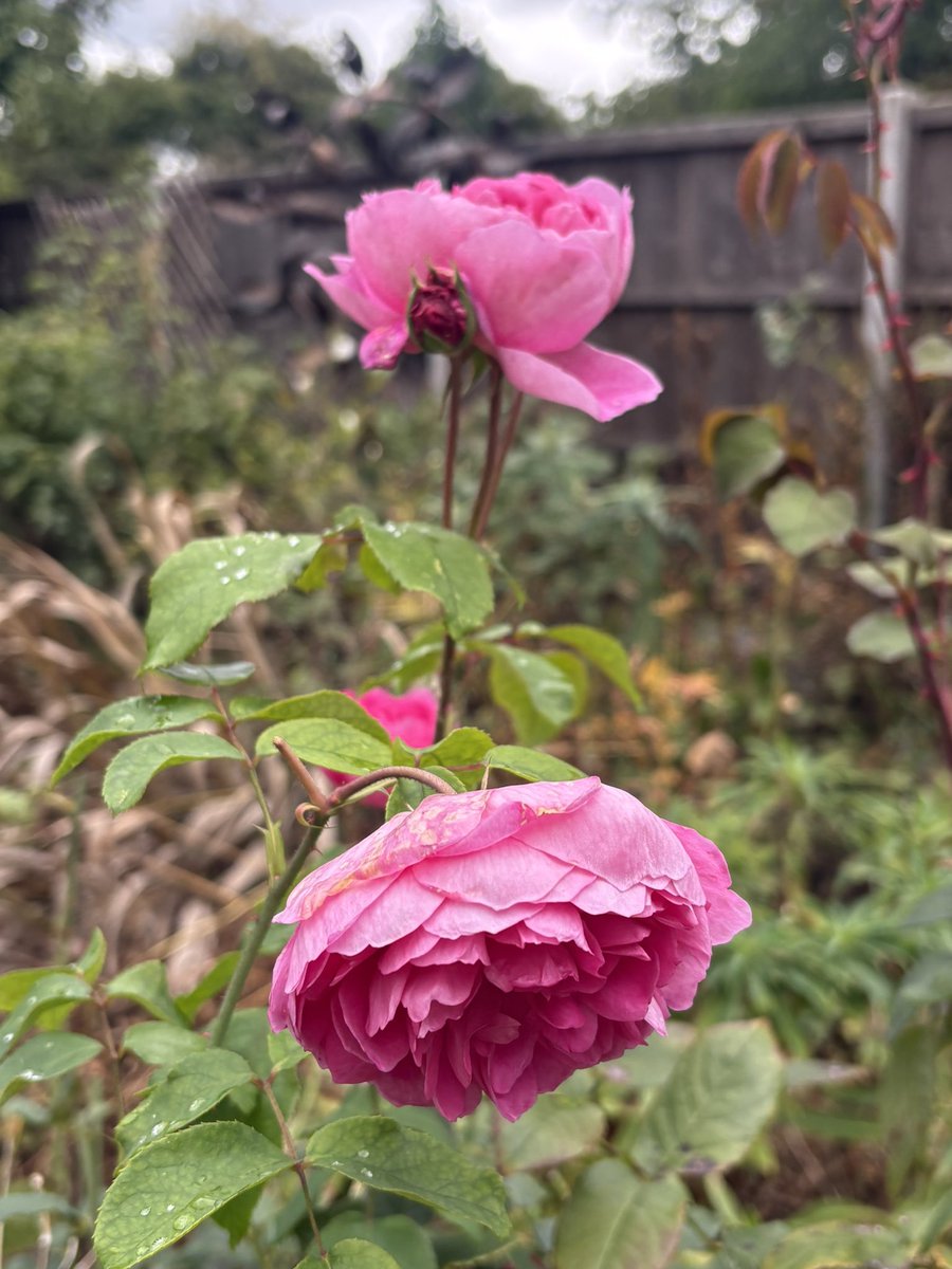 papaver's tweet photo. Today‘s favourite rose - Portmeirion - feeling refreshed after all the recent rain. #roses #myroses #mygarden #gardening https://t.co/bir79iFcFg