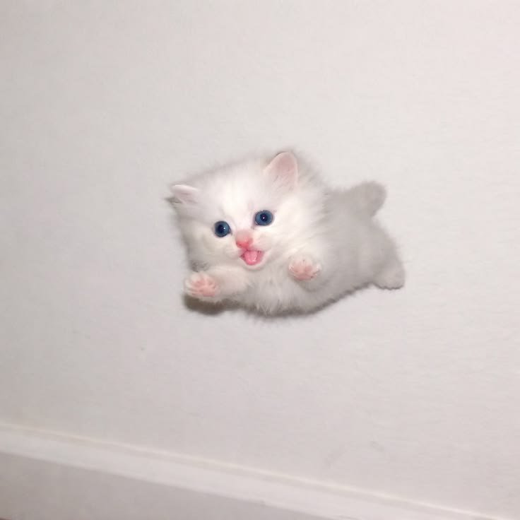 nekocatts tweet picture