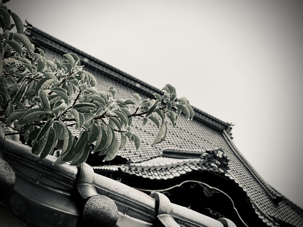 KyojiTWJ's tweet photo. Matsue after the rain.
雨上がりの松江は静かで、
雨の匂いもひんやりとした空気も、この街を静かなモノクロームの世界へと変えていく。 https://t.co/09Sfjdpk07
