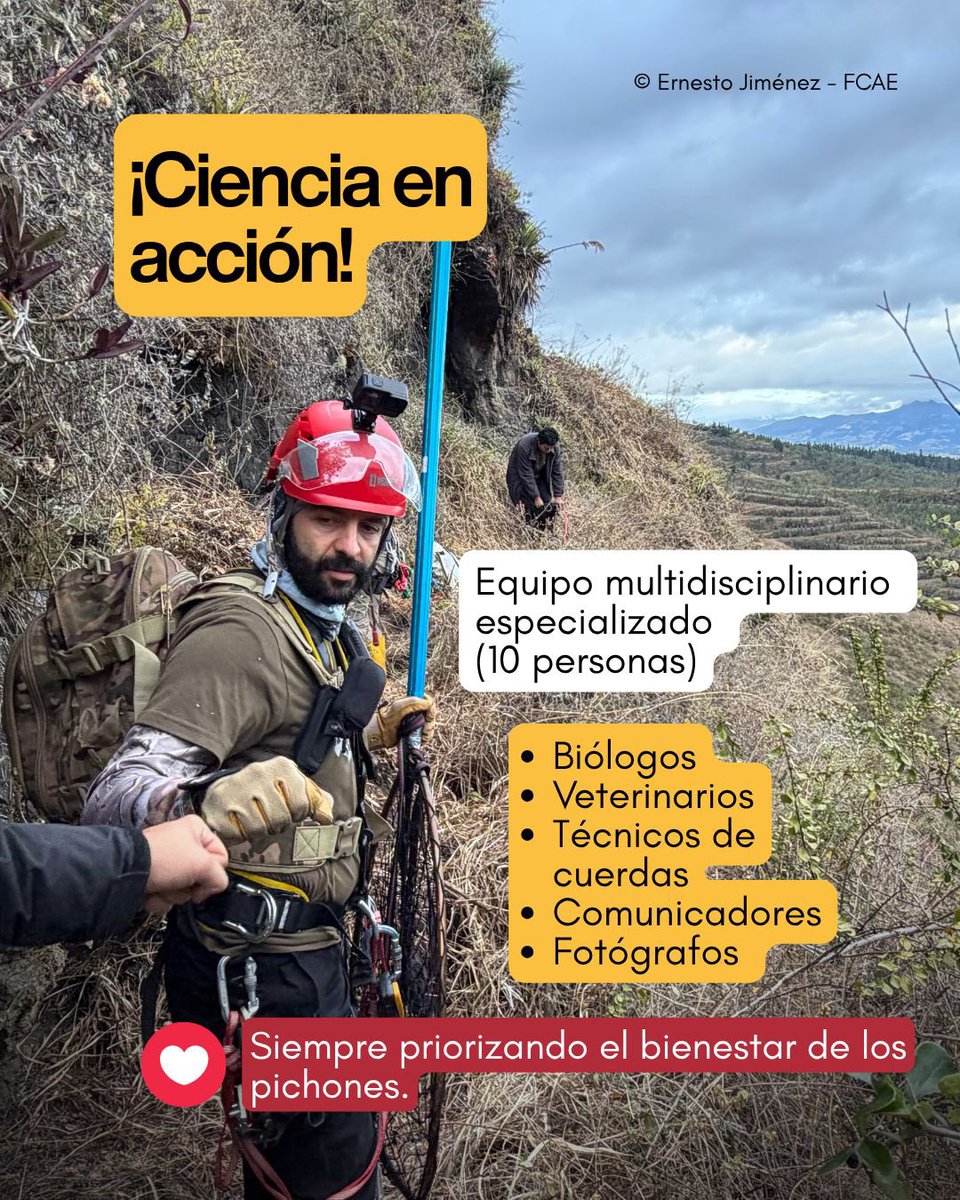 CondorFundacion tweet picture