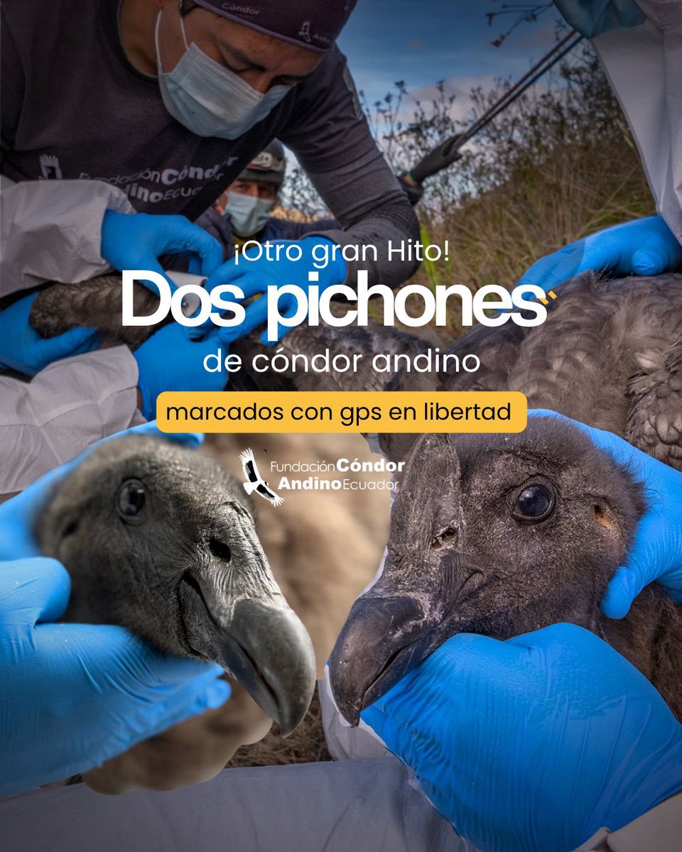 CondorFundacion tweet picture