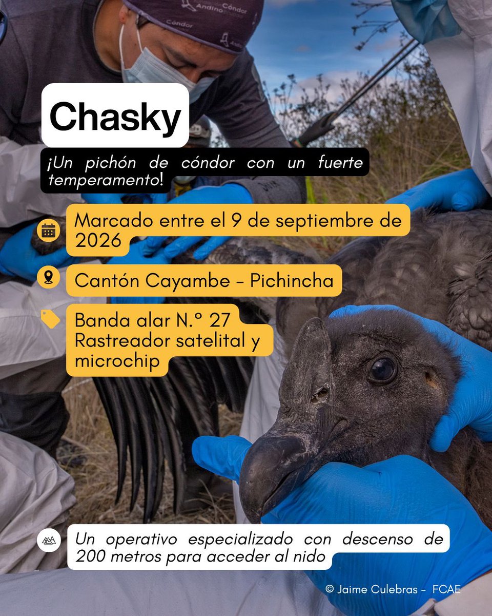 CondorFundacion tweet picture