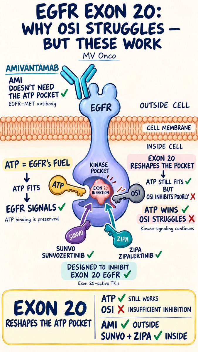 ChandrakanthMv's tweet photo. EGFR Exon 20 insertion: why does osimertinib struggle? 🔑

• Exon 20 insertion reshapes the kinase pocket
• ATP binding remains preserved → EGFR signaling continues
• Osimertinib → insufficient inhibition at clinically achievable exposure ❌
• Amivantamab bypasses the ATP pocket → targets EGFR–MET extracellularly ✓
• Sunvozertinib & zipalertinib → Exon 20–active TKIs targeting from inside ✓

Same driver. Different ways to attack it.

#MVOnco #EGFR #Exon20 #NSCLC #LungCancer #Amivantamab #Sunvozertinib #Zipalertinib #Osimertinib #PrecisionOncology