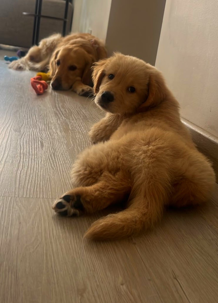 camilo1941's tweet photo. 🐶❤️ https://t.co/kbUfnCdE04