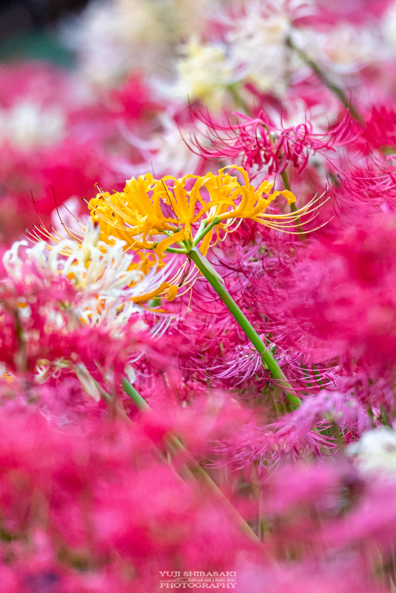 Yuji Shibasaki＠Photo on X: 