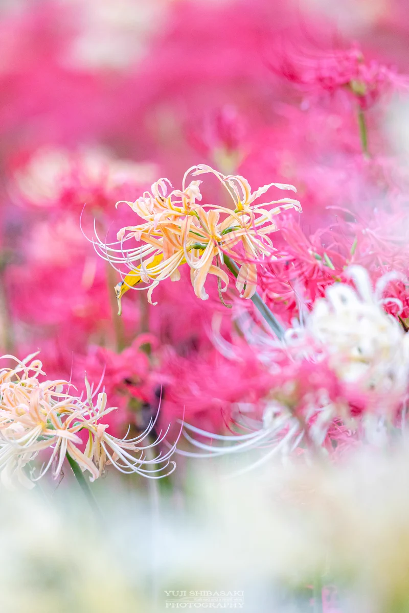 Yuji Shibasaki＠Photo on X: 