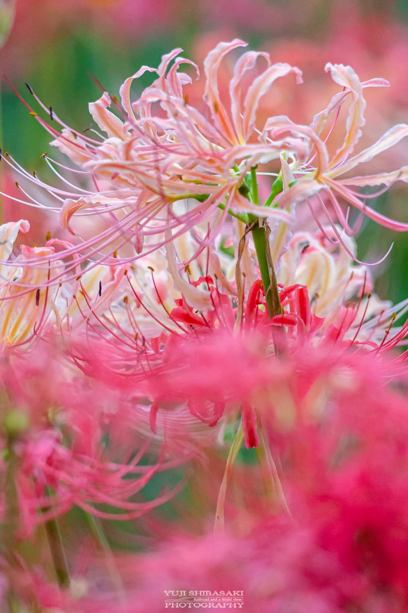 Yuji Shibasaki＠Photo on X: 