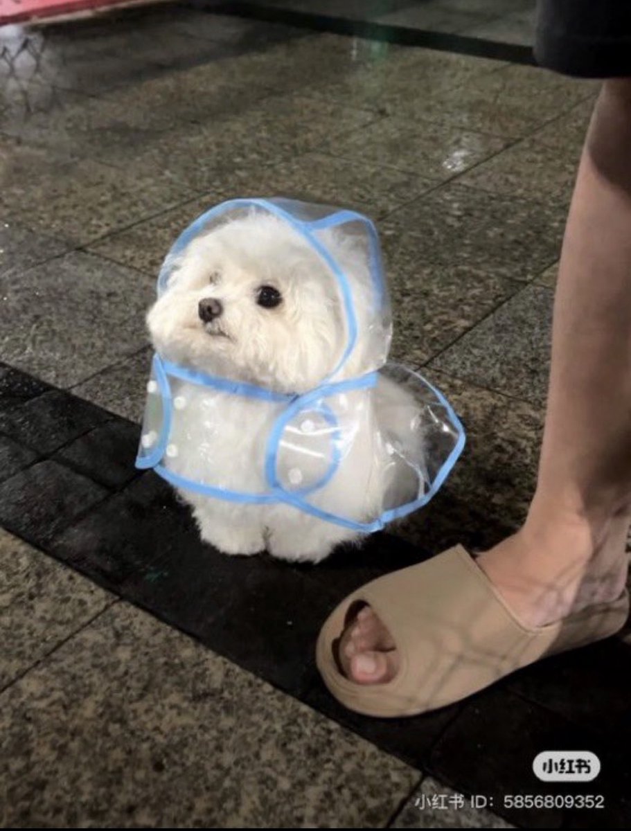 animal_kyawa_'s tweet photo. カッパ着てるワンコ
何回見ても可愛すぎる☔️ https://t.co/XaV5JdCmcR
