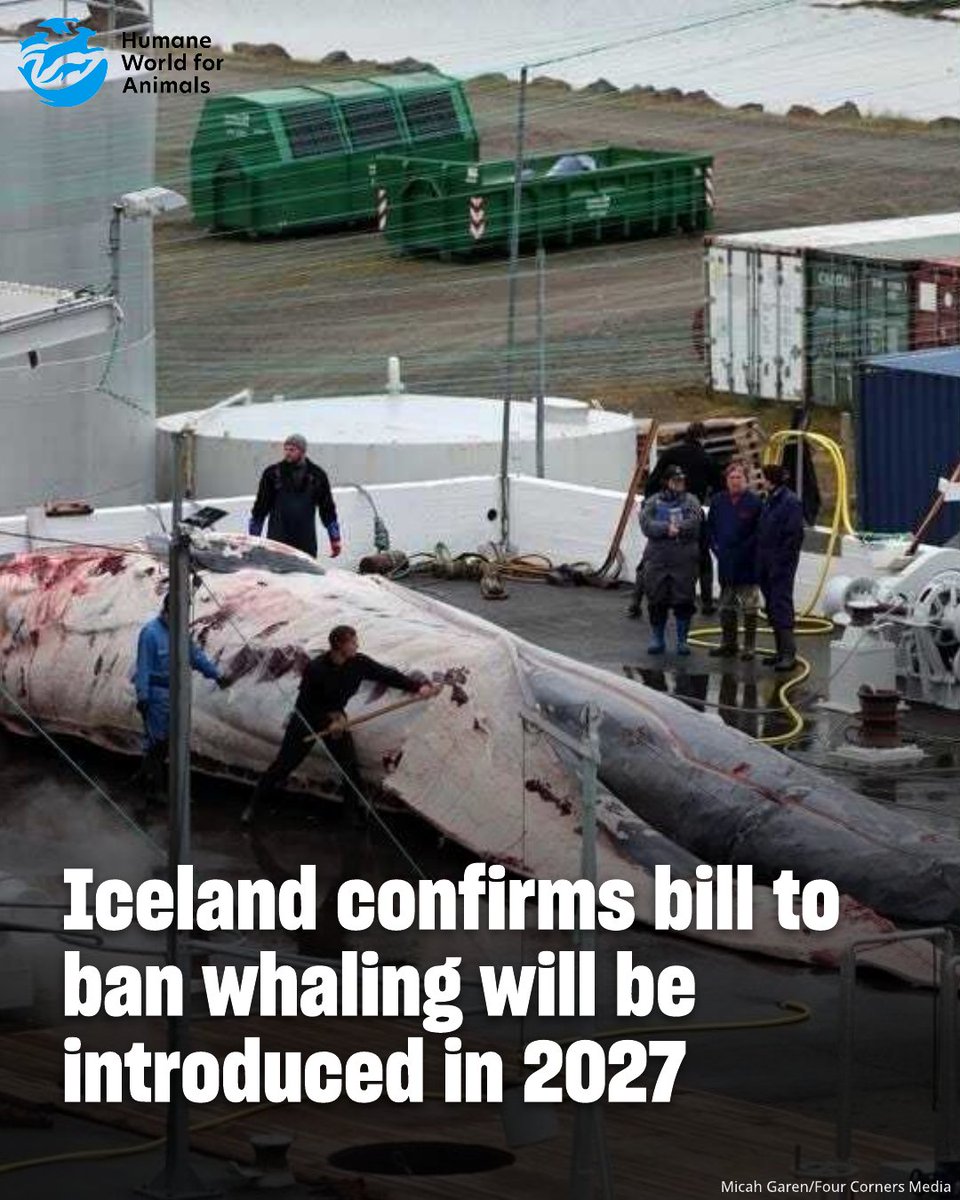 humaneworldorg's tweet photo. The Icelandic government has formally confirmed it will introduce a legislative bill in February 2027 to amend the Whaling Act, giving “particular consideration” to a permanent ban on whaling. https://t.co/znpKJqK4Yl https://t.co/Anwv7X37cu