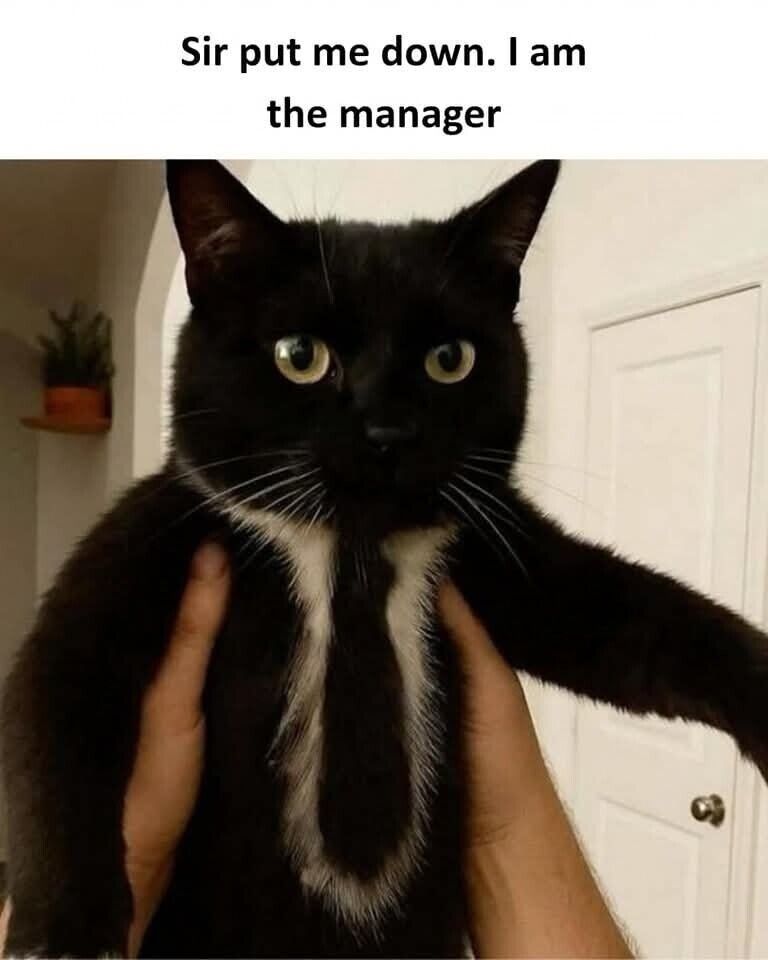 WholesomeMeme's tweet photo. https://t.co/tI1W0nsEzT
