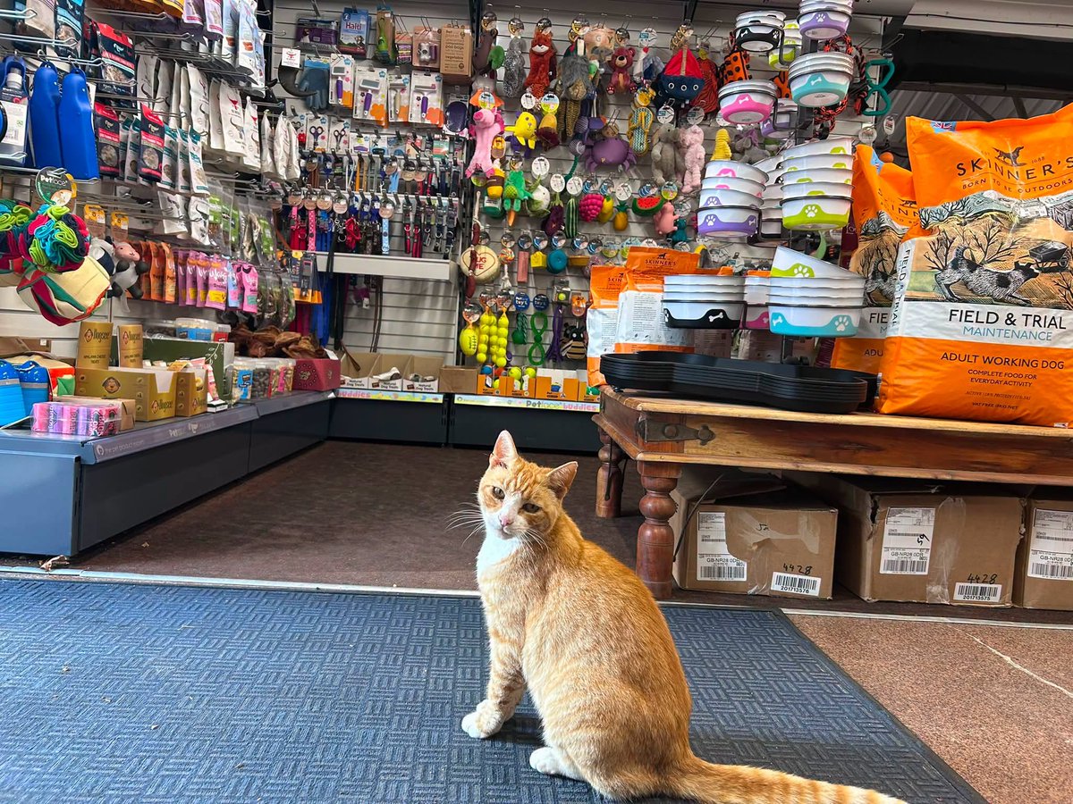 CatWorkers's tweet photo. 📸 North Walsham Garden Centre https://t.co/Yh3H6d2Az6