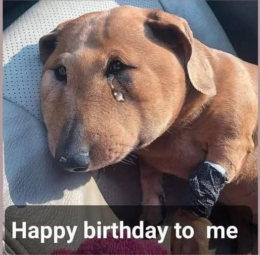 Paws_OfHope's tweet photo. If I could speak, I’d only ask one thing: “Would you stay?” 🥺🐾 https://t.co/ZhKbqqbics