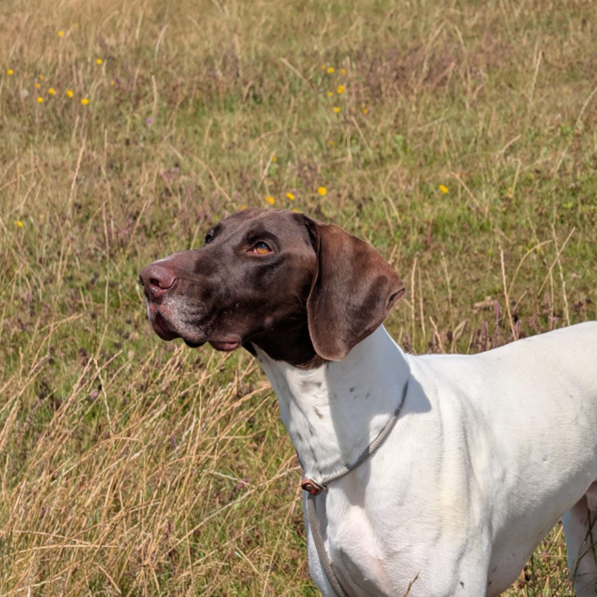 team_greenacres's tweet photo. Meet Brando, a magnificent 5 year old Pointer & a truly handsome, regal chap
🐶Brando is a particularly tall Pointer, which only adds to his impressive presence
🐶He is a wonderfully kind & friendly boy
🐶Brando is responsive, affectionate & a lovely dog to spend time with
🐶✅️He has a great attitude towards other dogs
🐶With his lovely nature eager-to-please attitude, Brando has so much to offer his future family
🏡Brando would thrive in an active home where he can enjoy plenty of exercise, adventures & time with his people
🏡He’s the sort of dog who will make a fantastic companion for someone who loves getting out & about & wants a four-legged friend by their side
🏡Could you be the lucky person to give this gorgeous boy his forever home?
🏡If you think you can offer Brando the right home, please complete the application form by following the link below👇
🔗
https://t.co/VUwr3s1hAD
📝FYI: Applications are processed Monday to Thursday. Please be patient, our Rehoming Team will be in contact with you as soon as possible📝
🏡🏥All successful applications are subject to home & Vet checks🏥🏡
📍Our animals are based in #Pembrokeshire South West #Wales While we do rehome across the UK, please keep our location in mind because visits to the centre are essential. We may also prioritise homes that are closer to the rescue
For full details on our adoption process please visit:
🔗
https://t.co/P5YZxvile6
Can't adopt right now? The best way to help an animal in need is to:
🔁SHARE THEIR POST so it reaches their forever home🔁
📝Engage with their post by leaving a comment or an emoji because this helps with the X algorithm📝
Thank you for considering adoption & for helping us find a truly special home for Brando 💚🙏💚
#teamgreenacres #rescue #k9hour #rehomehour #TeamZay