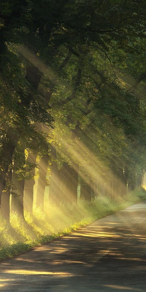 cozyycabin's tweet photo. Sunlight https://t.co/iLJ1hNIHnD