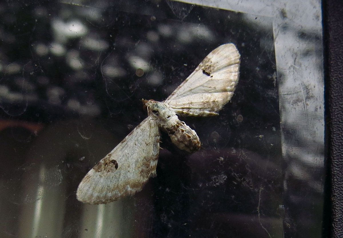 angegarrod's tweet photo. Lime Speck Pug (NFY)
Maiden's Blush
Orange Sallow (New for garden)
Oak Hook Tip (NFY)

#leps #moths #mothsmatter #teammoth #insects #wildlife #autumnwatch #springwatch https://t.co/i3nVmo9Ngz