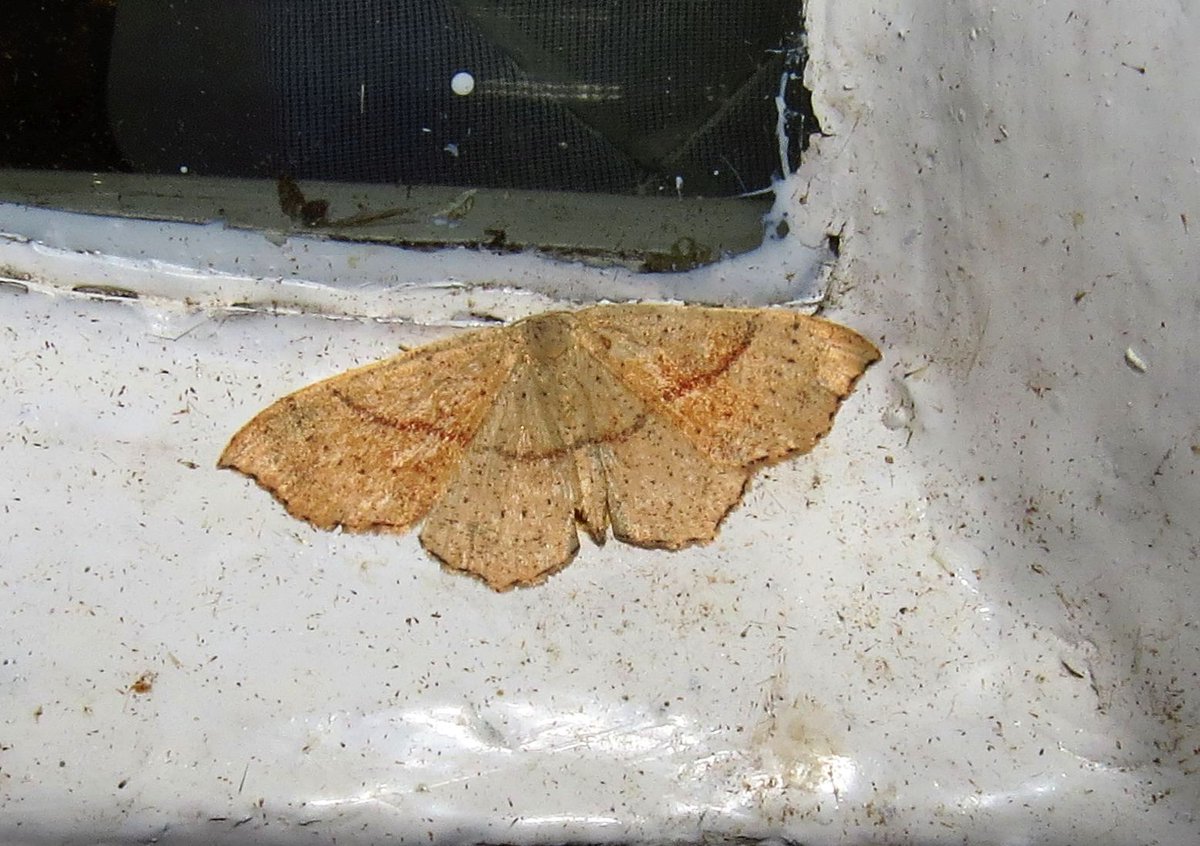 angegarrod's tweet photo. Lime Speck Pug (NFY)
Maiden's Blush
Orange Sallow (New for garden)
Oak Hook Tip (NFY)

#leps #moths #mothsmatter #teammoth #insects #wildlife #autumnwatch #springwatch https://t.co/i3nVmo9Ngz