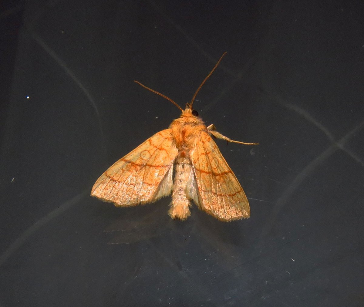 angegarrod's tweet photo. Lime Speck Pug (NFY)
Maiden's Blush
Orange Sallow (New for garden)
Oak Hook Tip (NFY)

#leps #moths #mothsmatter #teammoth #insects #wildlife #autumnwatch #springwatch https://t.co/i3nVmo9Ngz