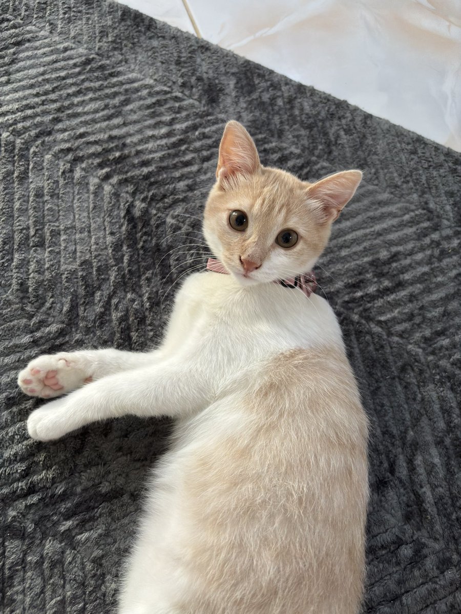 fatmakeflioglu's tweet photo. Evde benimle sağlıklı beslenecek birisini buldum olleyy 😻 https://t.co/I0n2E0zy0f