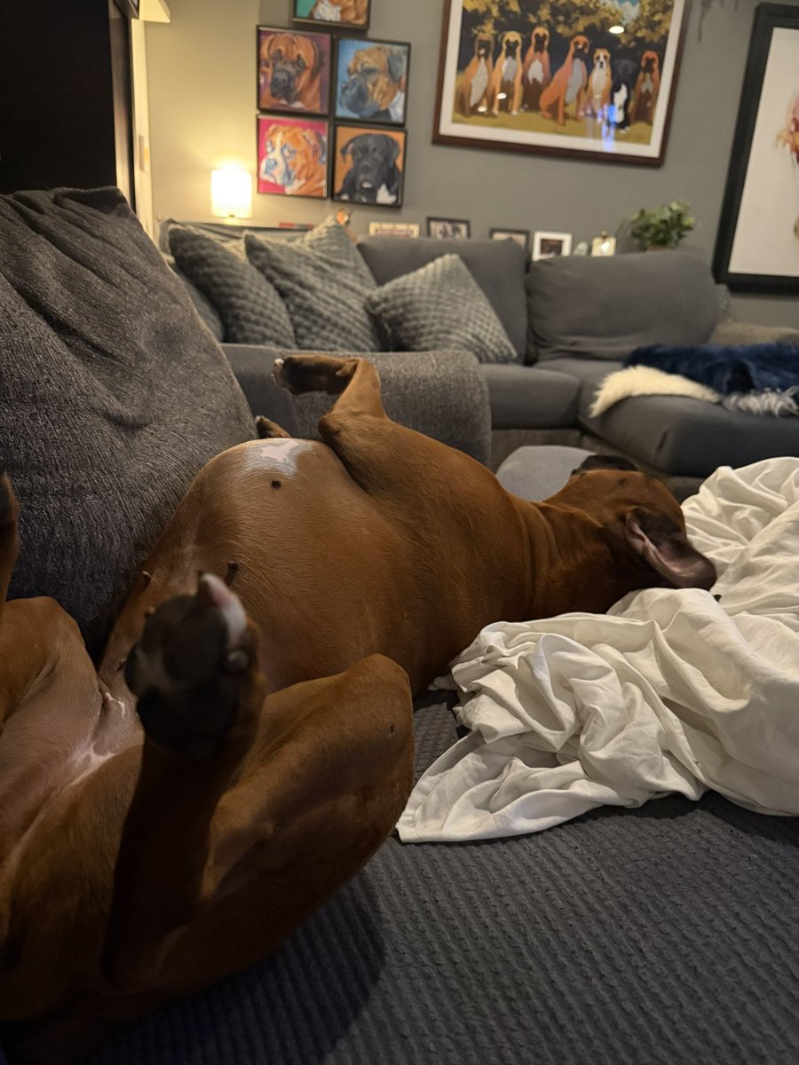 inntothenight's tweet photo. Luna having a nice little upside down nap
#boxerpuppy #boxerdogs #boxerlife
#boxerlovers #boxersrock #boxersoftwitter #boxerdogsoftwitter #dogsoftwitter #dogsofx https://t.co/AerWA1BxiF