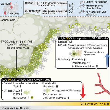 Cancer_Cell's tweet photo. Depletion of an immature cord blood NK subset reverses trogocytosis-driven CAR NK dysfunction https://t.co/Qh1uAGEvlc https://t.co/9w6hC1JzbQ