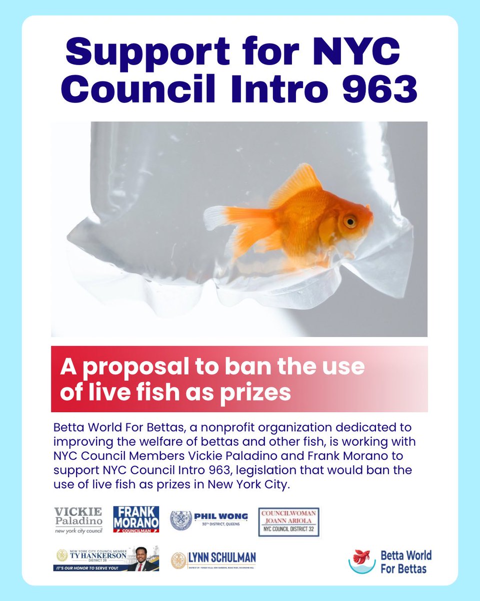 betta4bettas's tweet photo. There’s growing support for NYC Council Intro 963, a proposal to ban the practice of giving away live fish as prizes in New York City.

If you live in New York City, contact your Council Member and ask them to support Intro 963: https://t.co/sq9HiYjrMY

#nyc #fishwelfare #fish https://t.co/EQ0rVOxWov