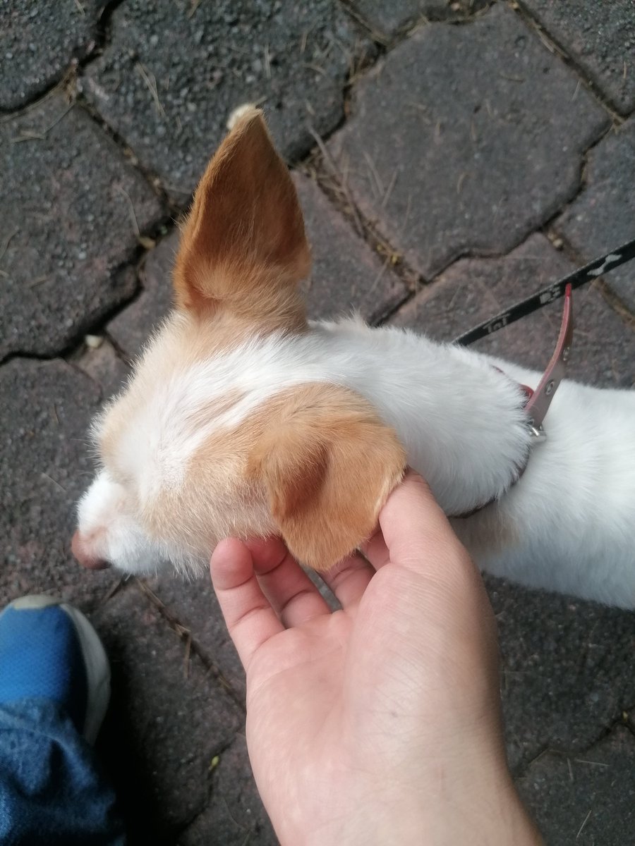 Edxhxtt's tweet photo. @Blunny_666 Me lo encontré bien pedote afuera de mi casa aguas con este wey https://t.co/Y6jnPc43gp