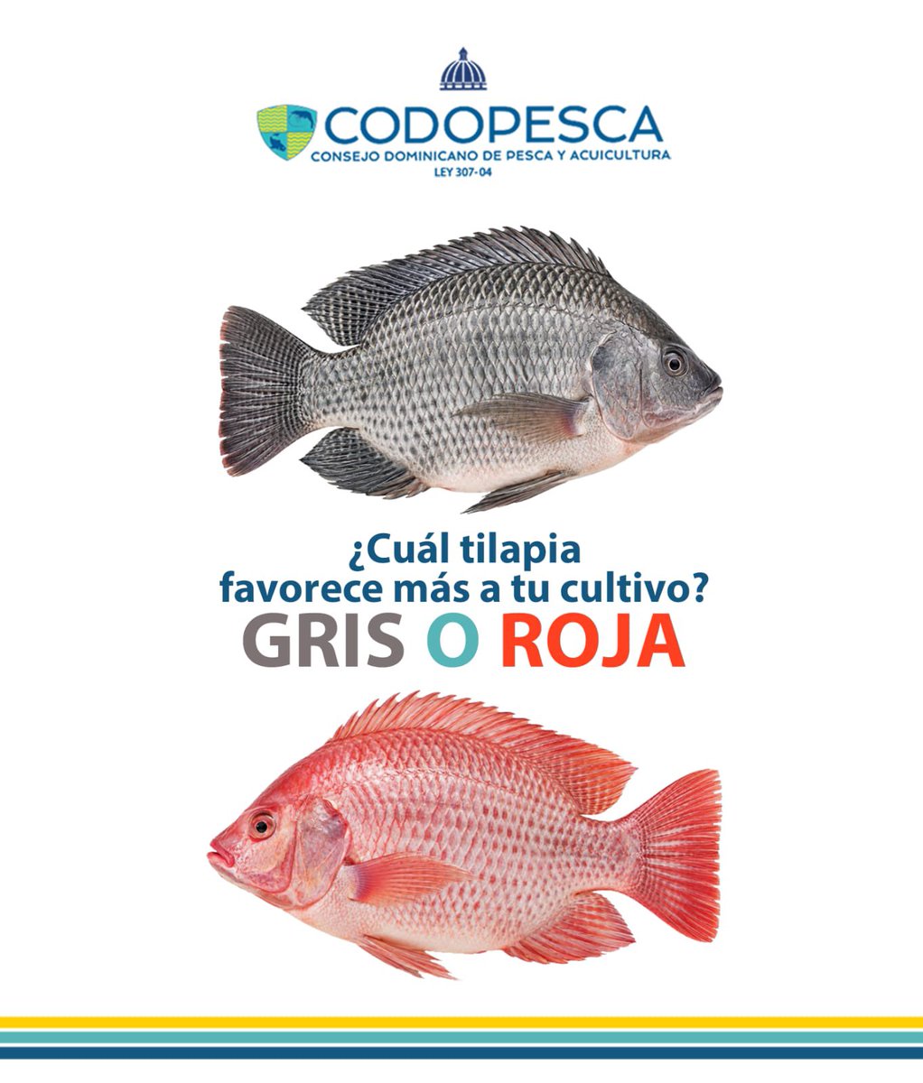 CODOPESCARD's tweet photo. ¿Tilapia gris o roja? La elección está en tus manos.

 Cada variedad ofrece características que pueden adaptarse a distintos sistemas y objetivos de producción. Evalúa las necesidades de tu cultivo y elige la mejor para ti.

 ¿Cuál prefieres: gris o roja? https://t.co/MMQ9x3LYYR