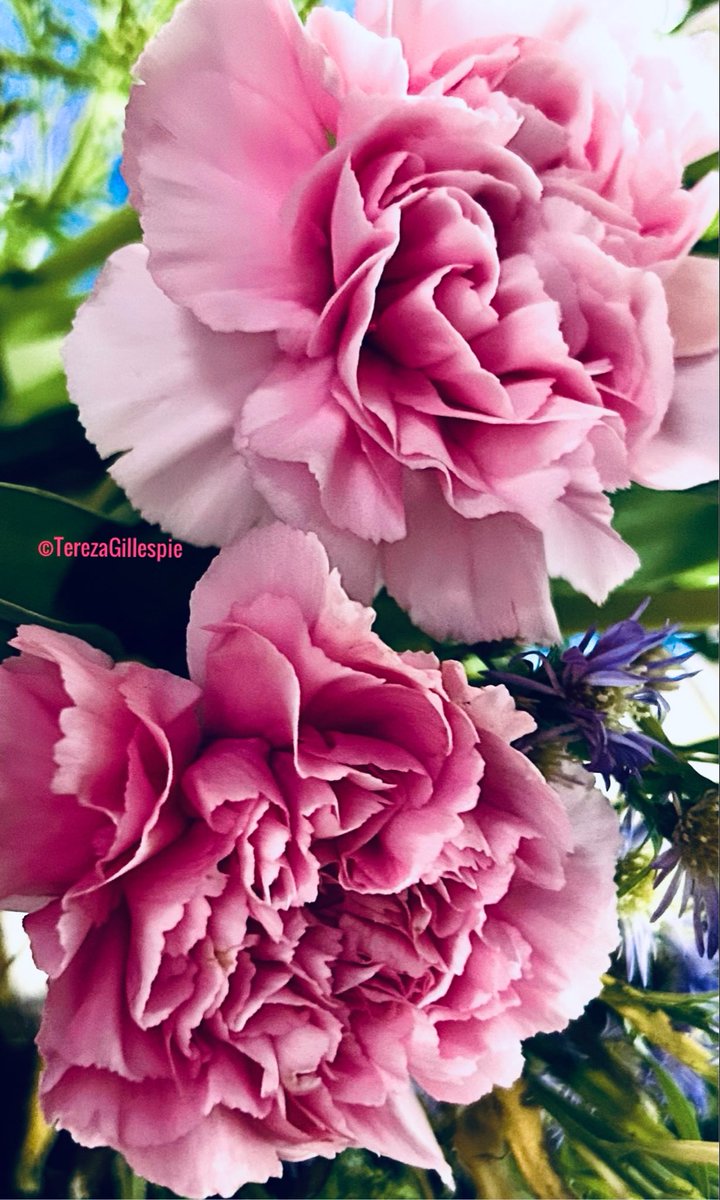 TBGTNT's tweet photo. @eleesha @GregBJenkins @JCOblessed @Johnldeboer @awlasky @jgmacleodauthor @cw_hawes @OttoneCast51989 @HumbertoBr20084 @GuerrinoLu81246 @deanpb_author Thank you๐๐ผ so much, Eleesha, ๐for your kind #FF sharing #LoveAndLight & for your beautiful quote on โInner FaGrowthโ.๐๏ธ๐๐๏ธ
Much appreciation๐ & gratitude๐๐ผ to you.
I wish you & everyone here, a wonderful, ๐peaceful, ๐๏ธblessed ๐๐ผ& inspirational๐๐จ๐ถ new week ahead.๐ https://t.co/Or1sEqfA4A