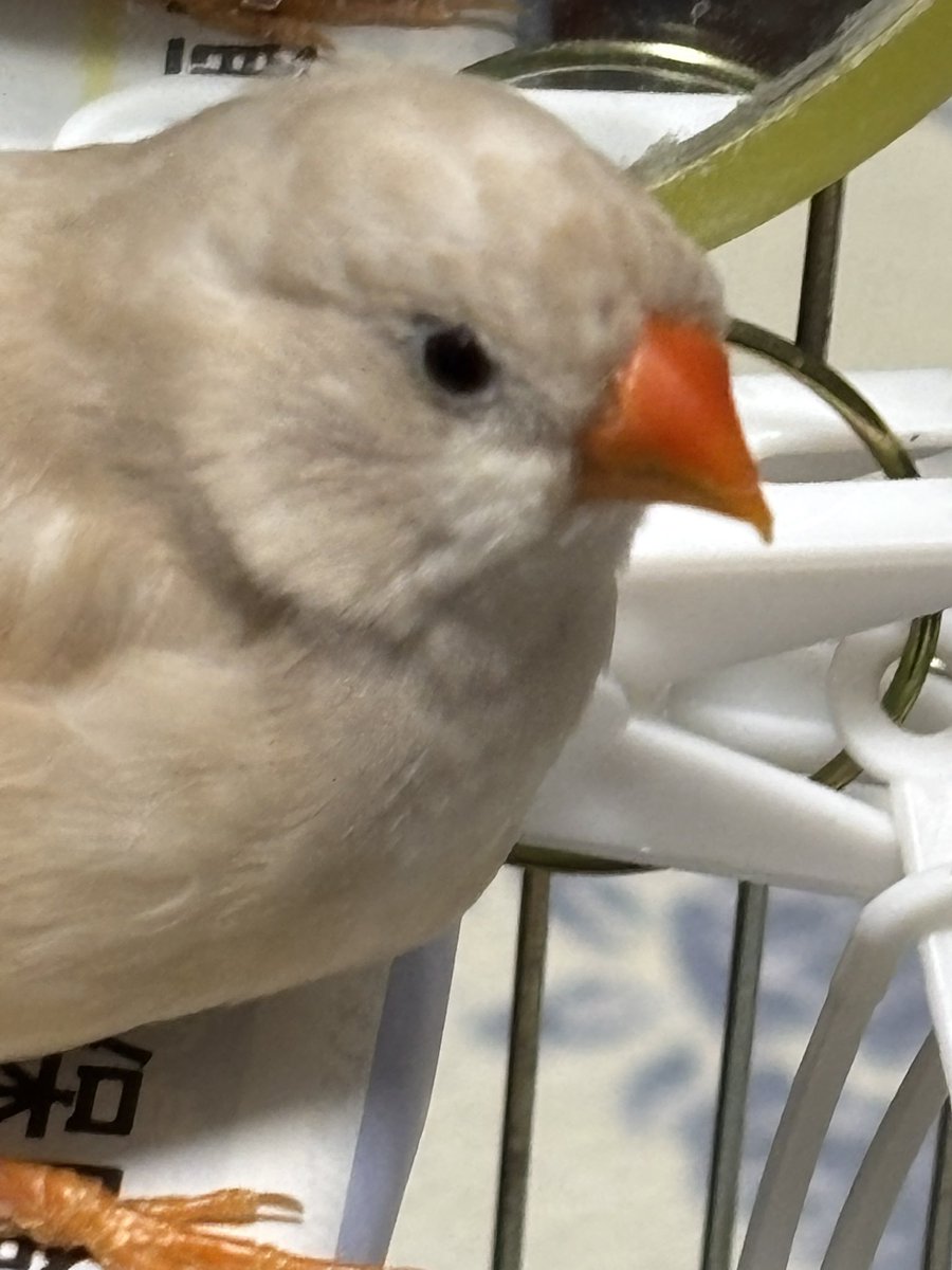 seikomam's tweet photo. わが家のぷーさん、虹の橋を渡ってしまいました。
とわ疲れで体調を崩していたのに持ち直したと思っていたのに。最後までおしゃべりして愛嬌のある子でした。

きっと今から寂しさが襲ってくるのだと思います。 https://t.co/3tRfjYpYVY