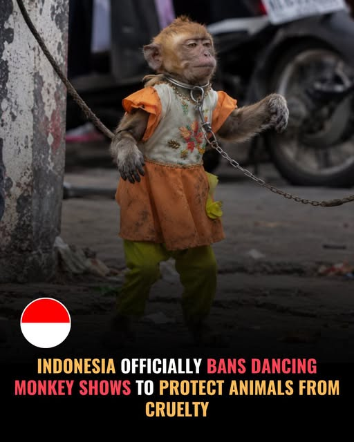 tiger26931's tweet photo. n April 2026, another 46 rescued macaques were released onto a protected Indonesian island after rehabilitation, giving them their first real chance to live freely again. They had once been forced to perform for tourists and shoppers. https://t.co/gbfKbQBkoj