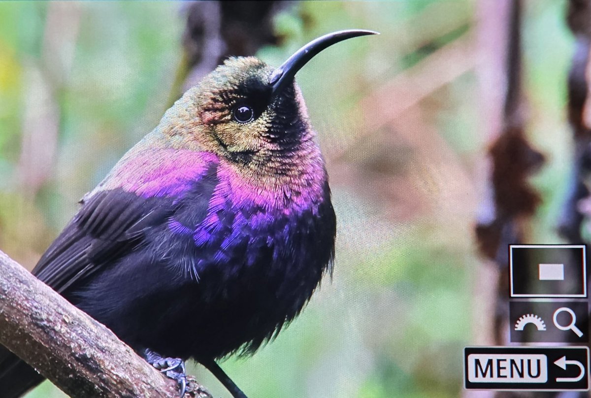 _TCartz's tweet photo. Today we were based at higher altitudes upto 3100m.
Surrounded by Sunbirds including Tacazze &amp; Golden-winged whilst also seeing endemics such as Sharpe's Longclaw &amp; Aberdare Cisticola https://t.co/PFZL2gYw50