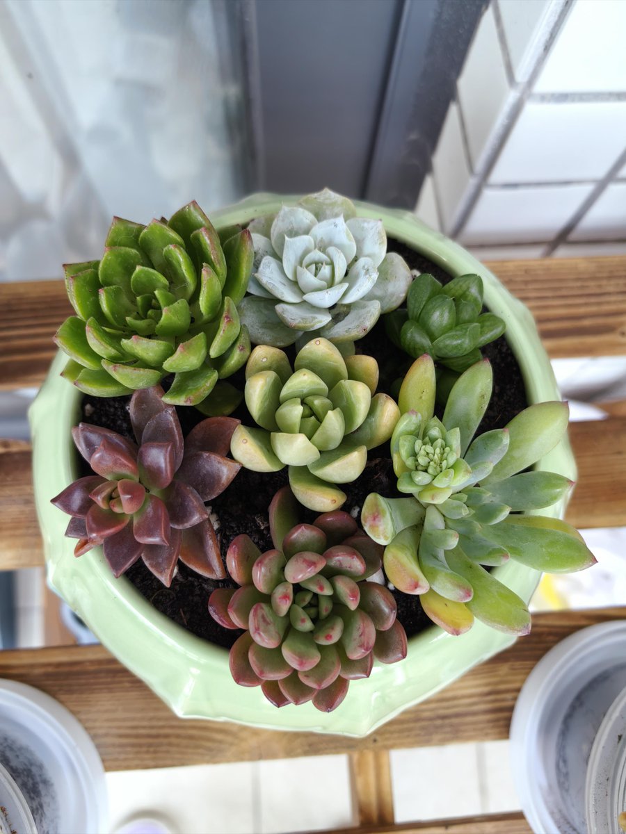 klklaipeda's tweet photo. Turn an old glass jar into a cute succulent planter—no fancy tools needed! 10 mins of DIY, zero waste, tons of plant joy. https://t.co/ythr9uNnr9