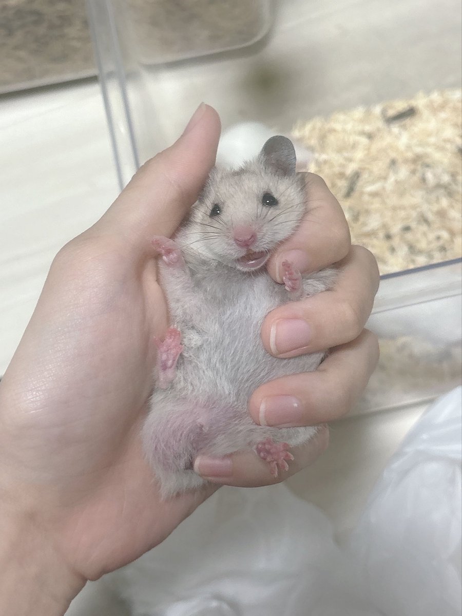 vy___zzz's tweet photo. メスがネイル撮るときってこんな感じ❓ https://t.co/kLiu94KX8S