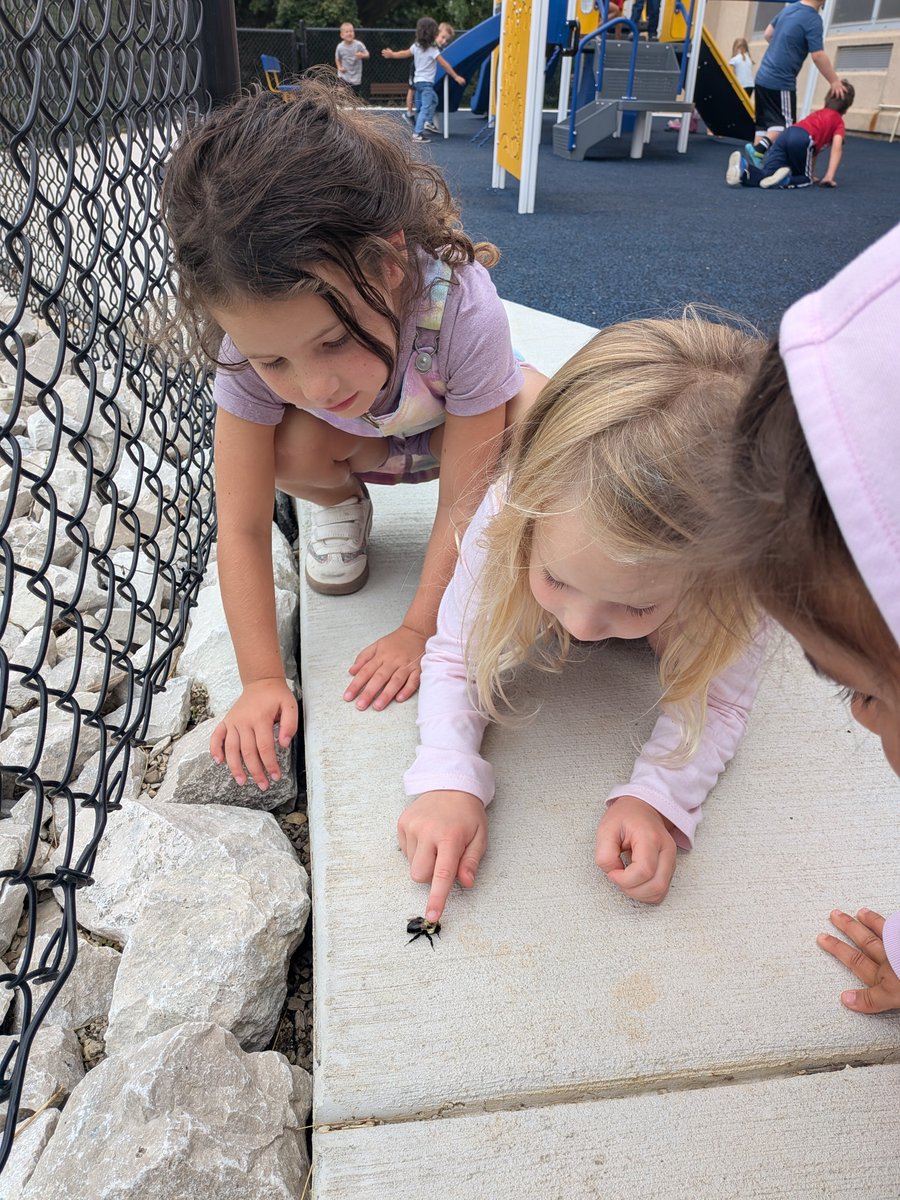 KinderKelly7's tweet photo. Saw this bumble bee. Listened to @alisoncable talk excitedly about how soft, kind, gentle they are. She even used a metaphor. Moments later, a student asked these girls, "What is that?". They said, "It's a flying teddy bear!" #metaphors #weewarhawks #wcsflight #playISlearning https://t.co/GMipIitak3