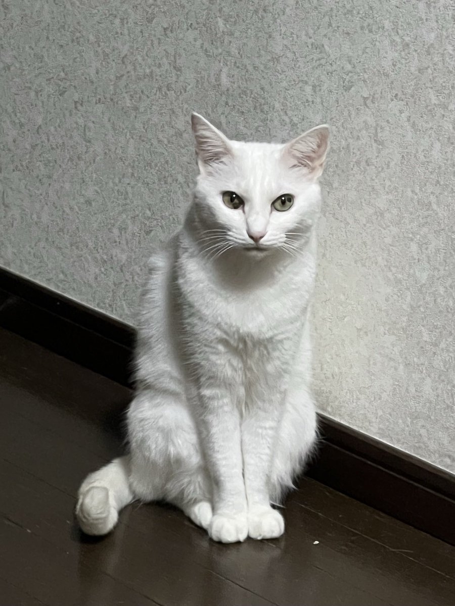 dfxkk580's tweet photo. ウチの猫をチャッピーに加工してもらいました💖 https://t.co/Yd3HNQyy3i